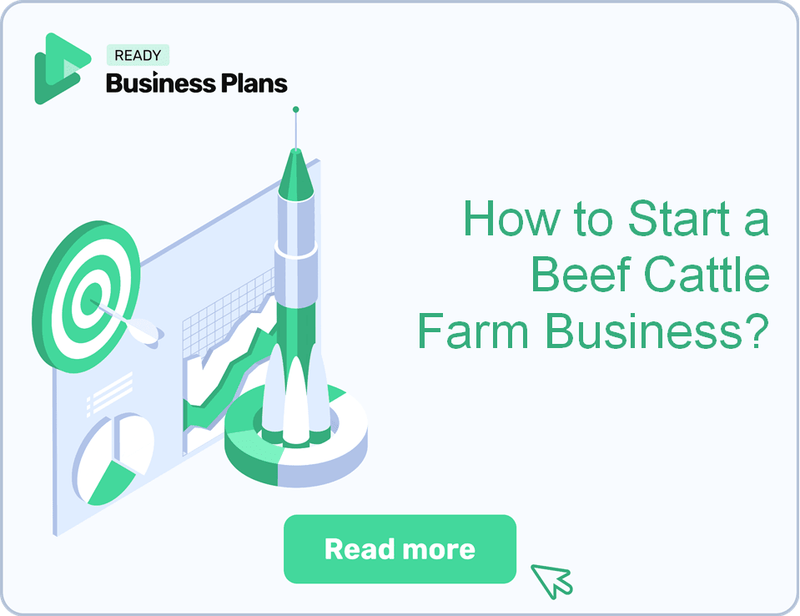 How to Start a Beef Cattle Farm Business?
